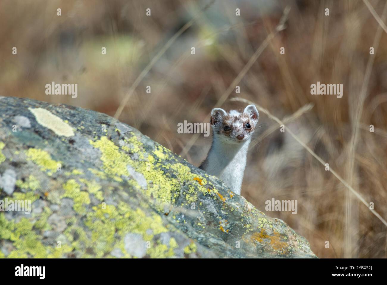 Mignon tabouret (Mustela erminea) émergeant de son terrier dans les rochers lors de la mue automnale. Alpes. Horizontal. Octobre. Banque D'Images