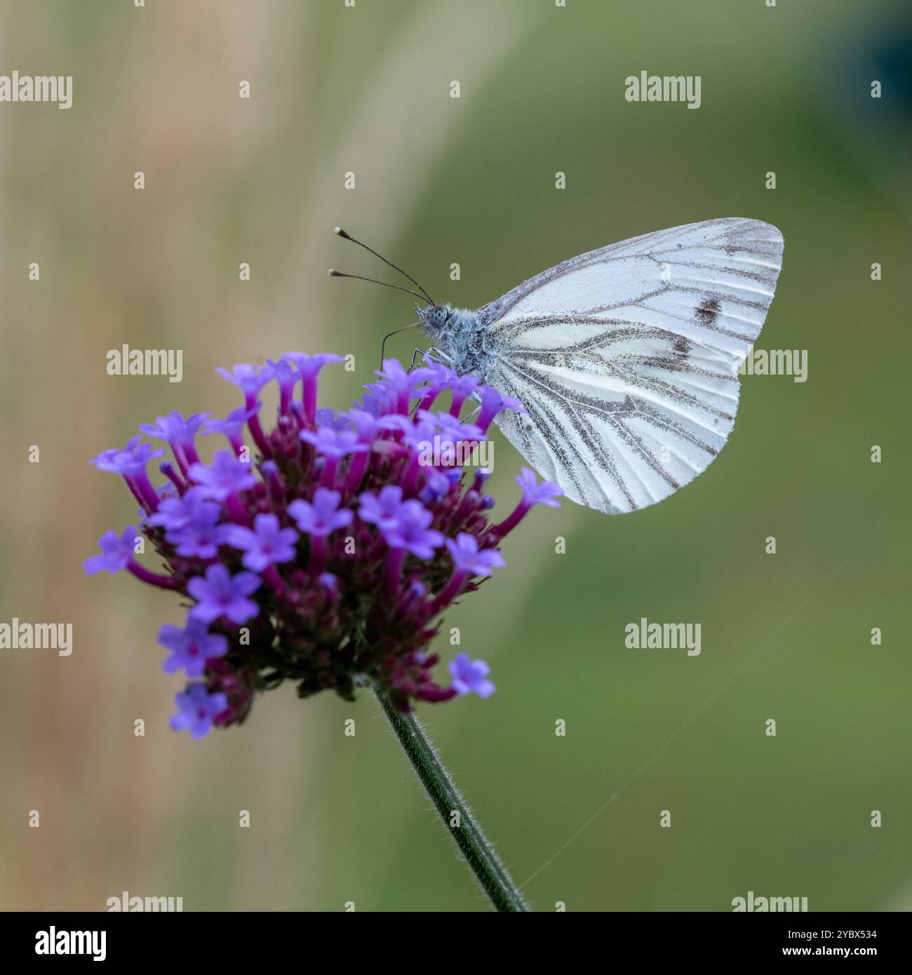Vert-veiné blanc - Pieris napi- alimentation de papillon sur la fleur violette Banque D'Images