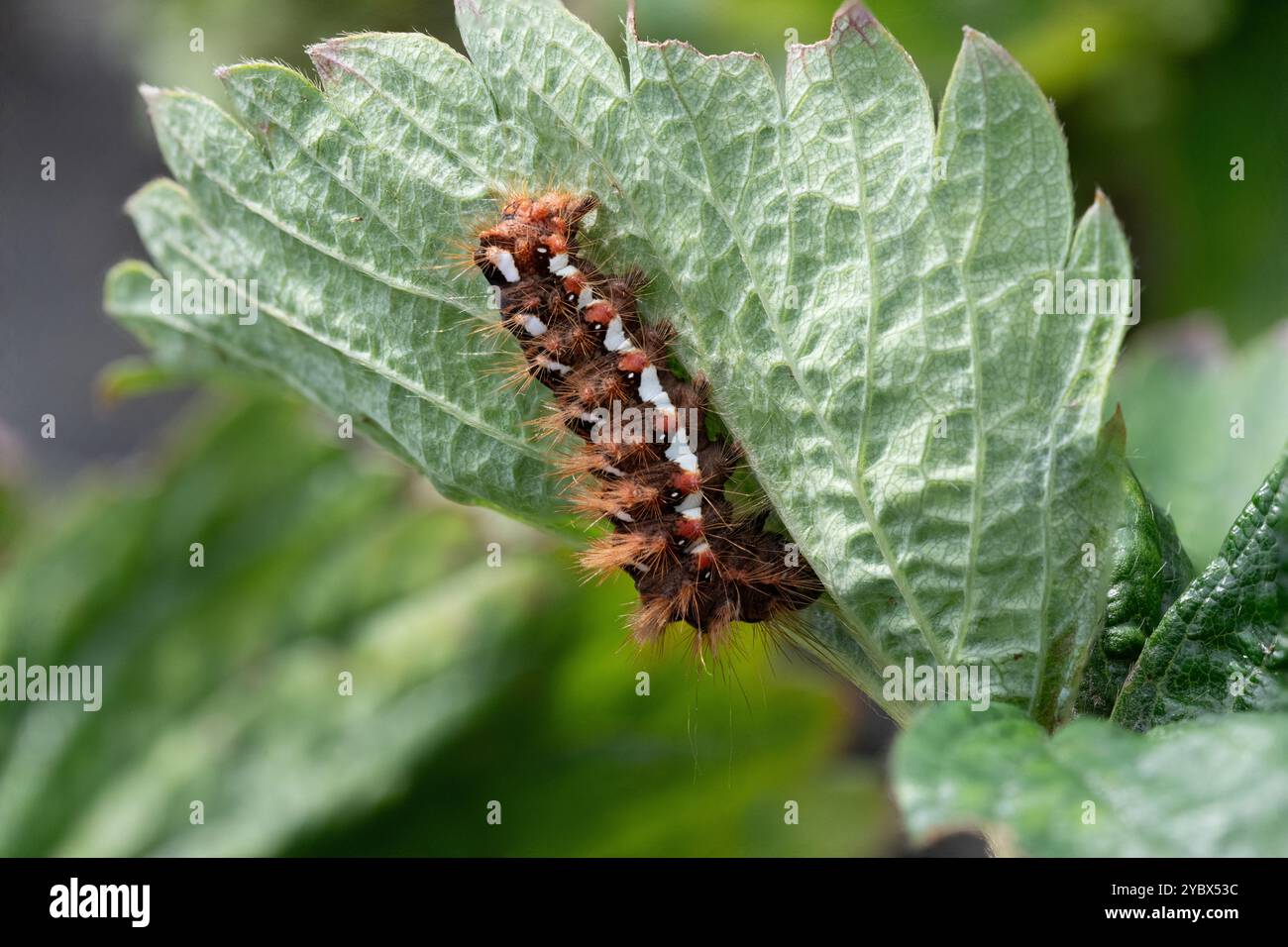 Chenille de papillons d'herbe à noeud - Acronicta rumicis, sur feuille de fraise Banque D'Images