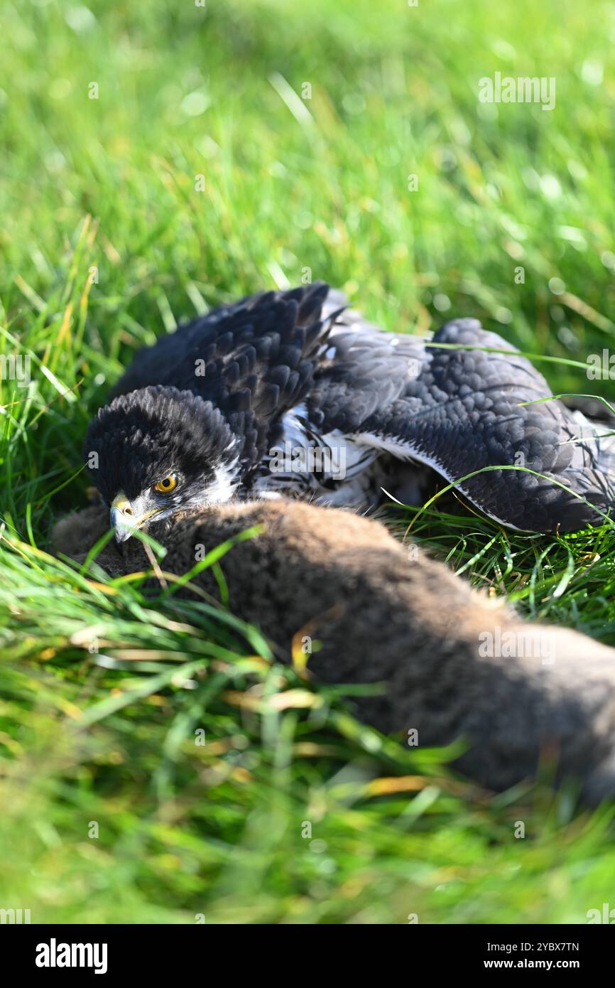 Beizjagd en Ostfriesland. Ein Adler Hat einen Feldhasen erlegt. In Niedersachsen haben an diesem Wochenende 20 Falkner aus ganz Europa, an einer traditionellen Beizjagd teilgenommen. IM Jahr 2010 erhielt die Beizjagd besondere Anerkennung : Sie wurde in die Repräsentative liste des immateriellen Kulturerbes der Menschheit der UNESCO aufgenommen. DAS Treffen in Riepe bietet den Falknern eine Gelegenheit, ihre beeindruckenden Jagdvögel in Aktion zu zeigen und sich über Techniken und Erfahrungen auszutauschen. für Naturliebhaber und Interessierte ist es ein seltenes Spektakel, die jahrhunderte alt Banque D'Images