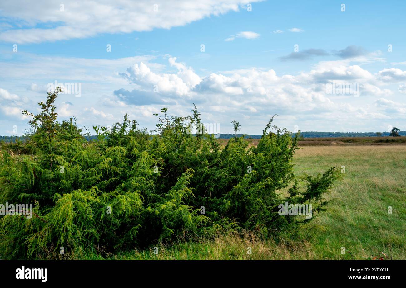 Gros plan sur le genévrier commun (Juniperus communis) Banque D'Images