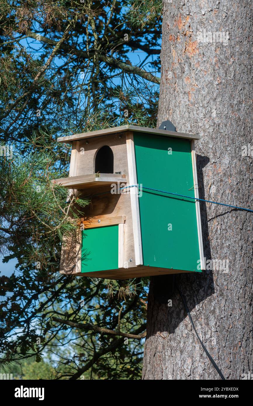 Grande boîte à oiseaux dans un pin écossais pour la nidification des oiseaux de proie, des rapaces, des hiboux, Royaume-Uni Banque D'Images
