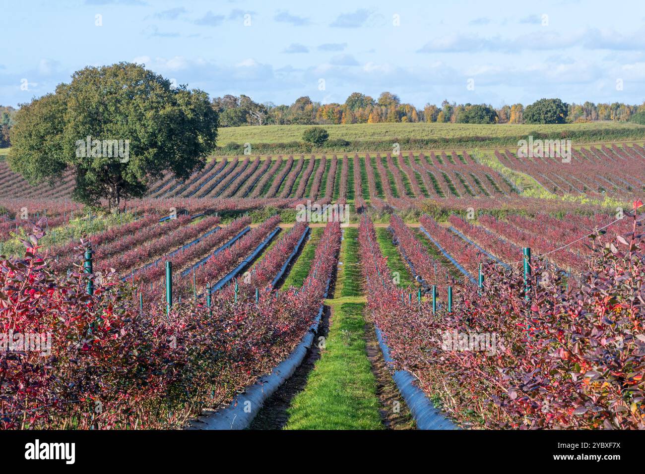 Champs de bleuets biologiques ou ferme en automne, arbustes de bleuets avec des feuilles rouges en automne, Surrey, Angleterre, Royaume-Uni Banque D'Images