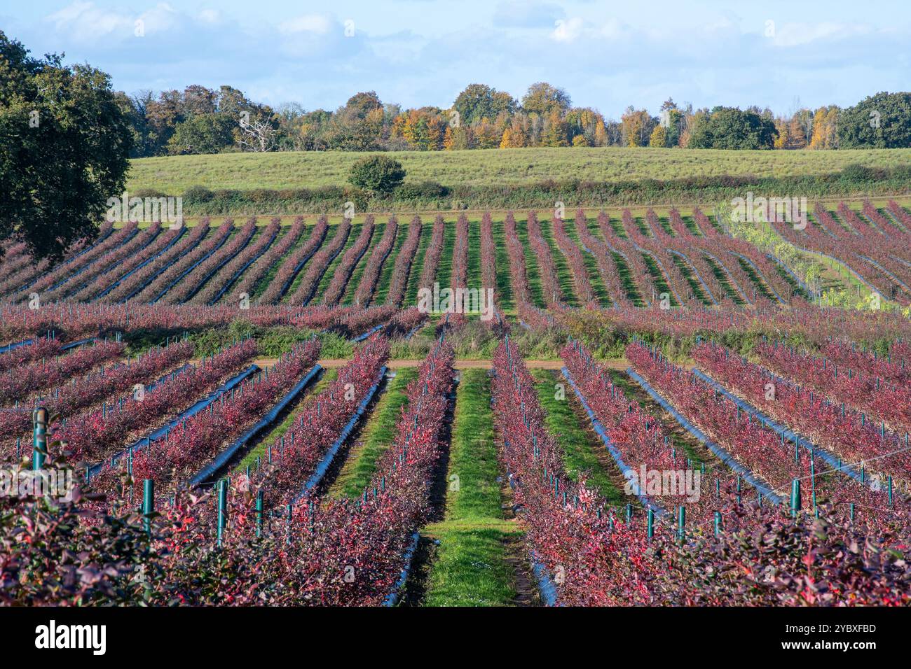 Champs de bleuets biologiques ou ferme en automne, arbustes de bleuets avec des feuilles rouges en automne, Surrey, Angleterre, Royaume-Uni Banque D'Images