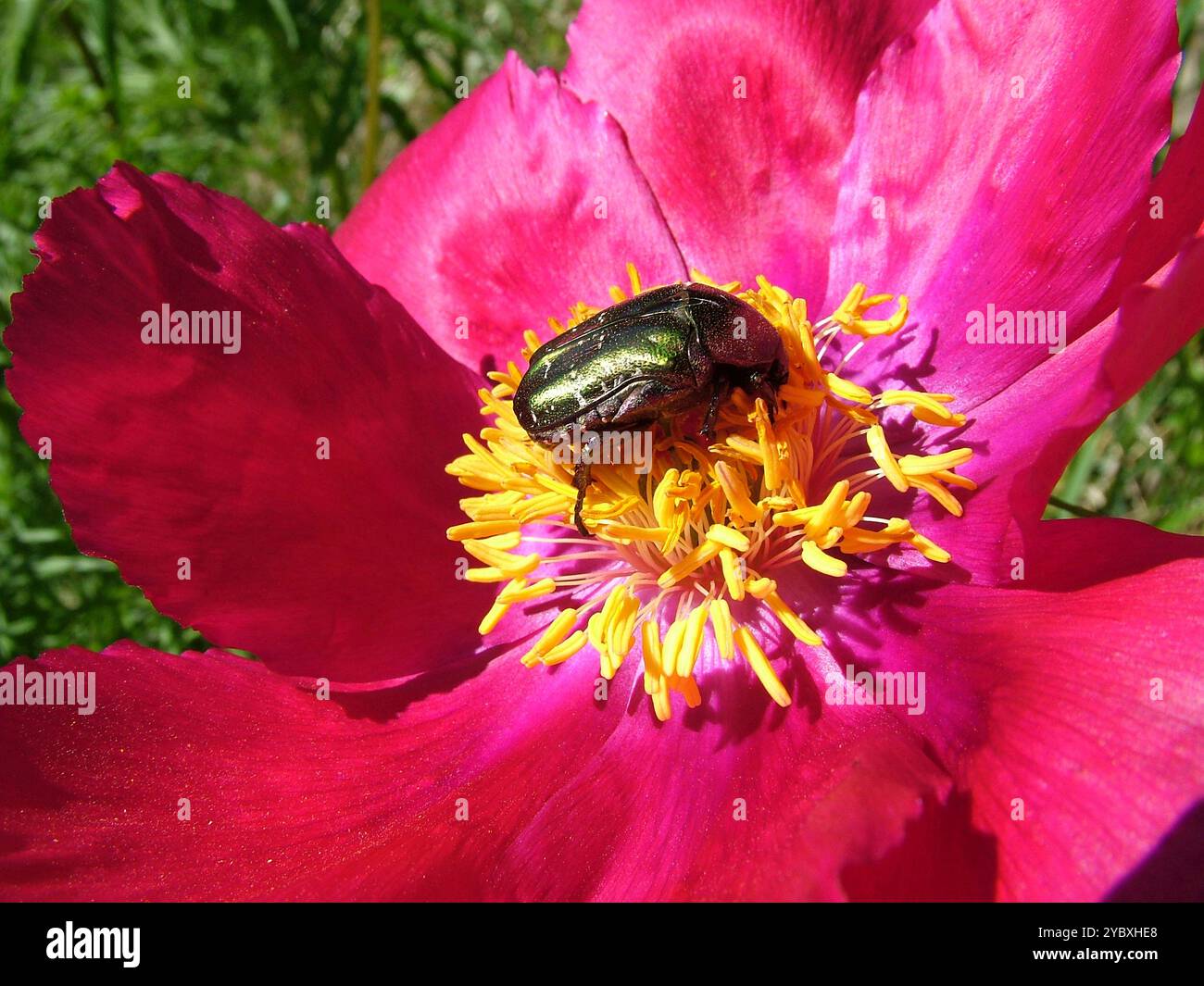 Coléoptère doré vert olive sur pivoine à l'aneth Banque D'Images