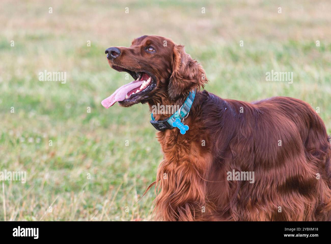 Joyeux Setter irlandais ludique dans le parc Banque D'Images