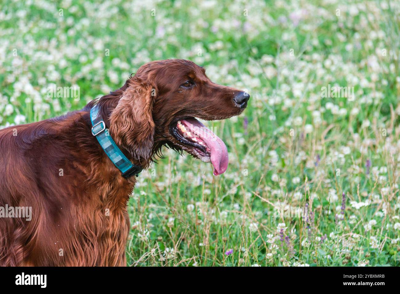 Joyeux Setter irlandais ludique dans le parc Banque D'Images
