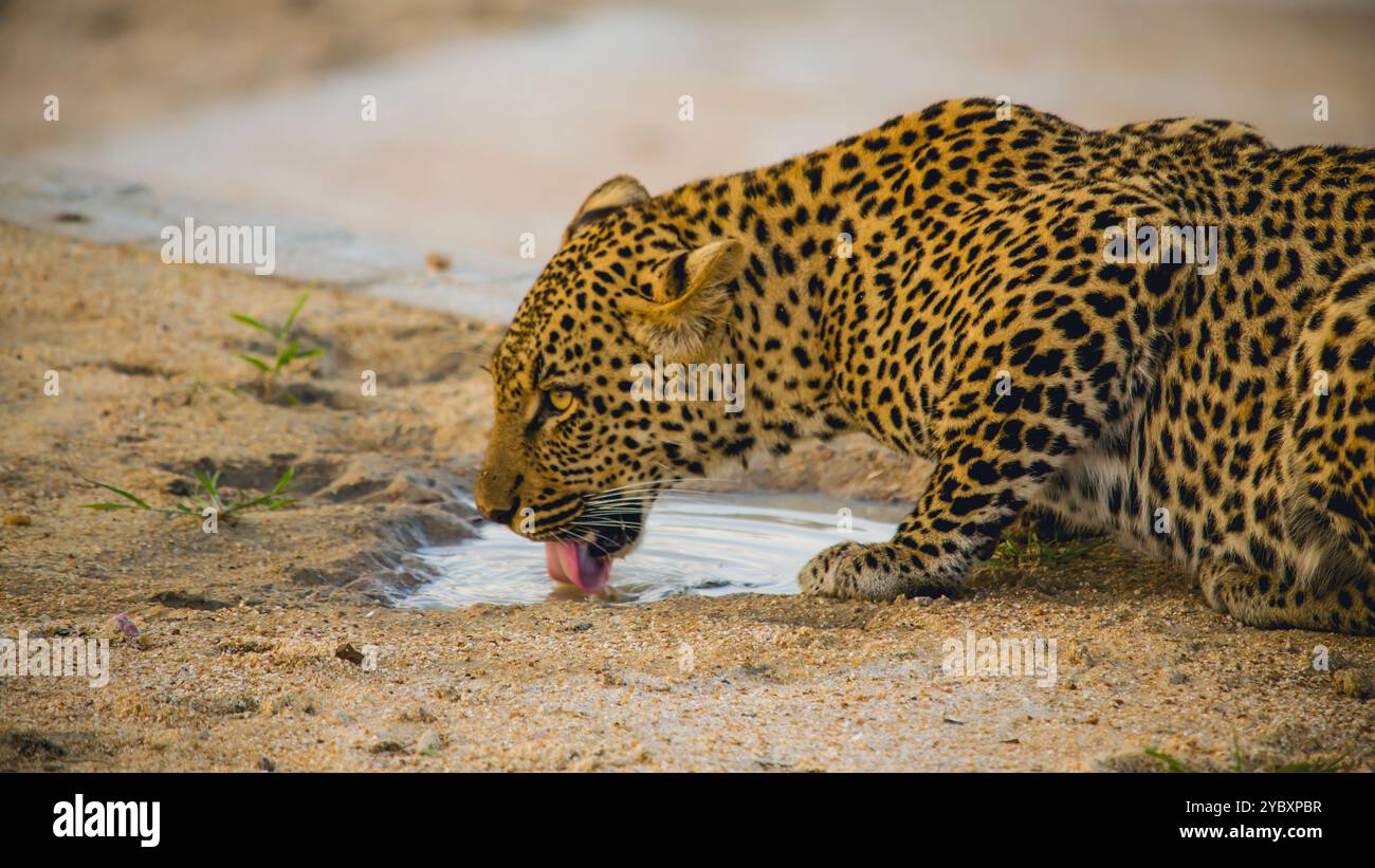 Eau potable de léopard dans la réserve de gibier de Mkuze, Afrique du Sud. Banque D'Images