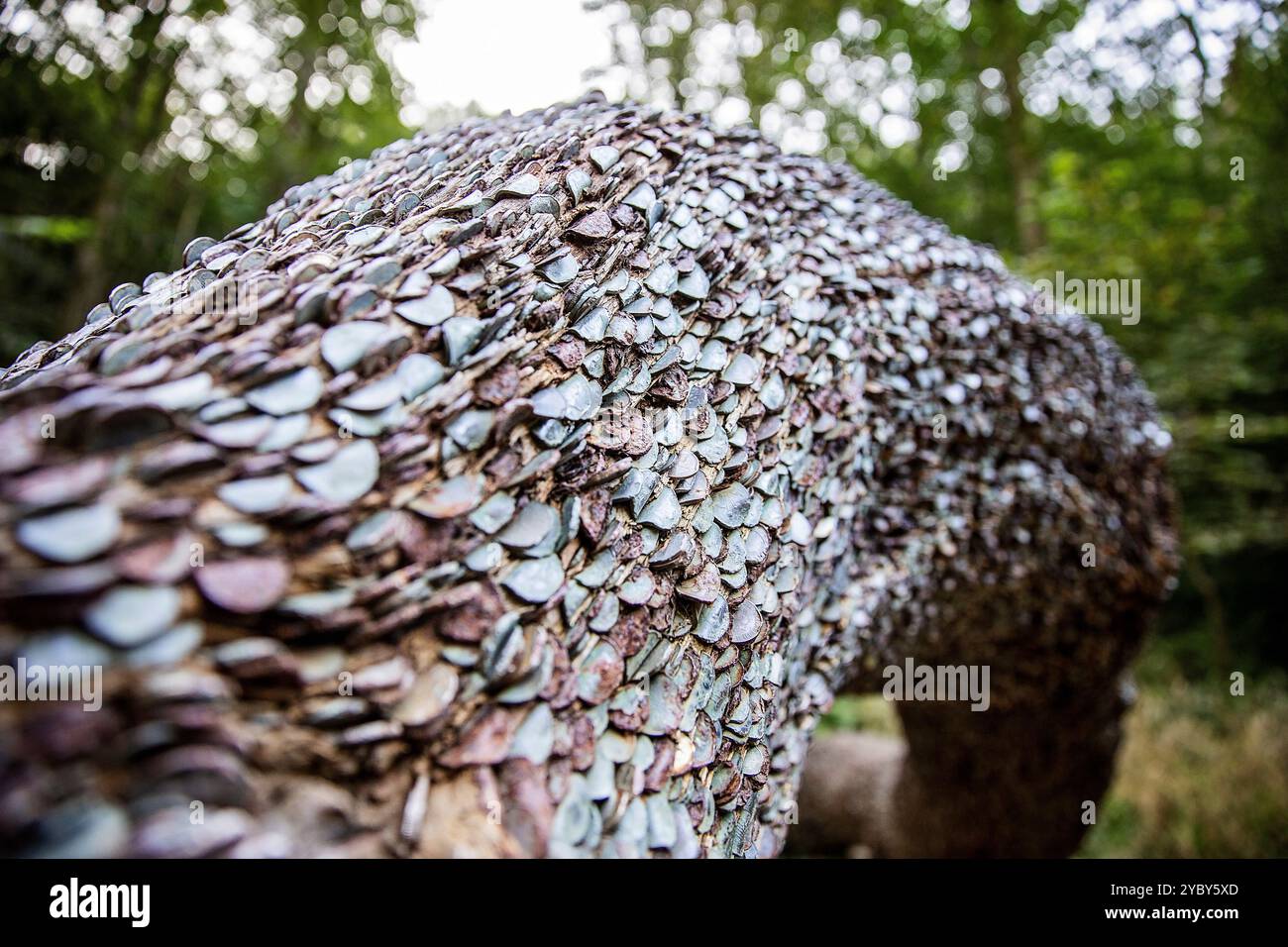 Argent Tree - pièces encastrées dans un tronc d'arbre mort pour la bonne chance Banque D'Images