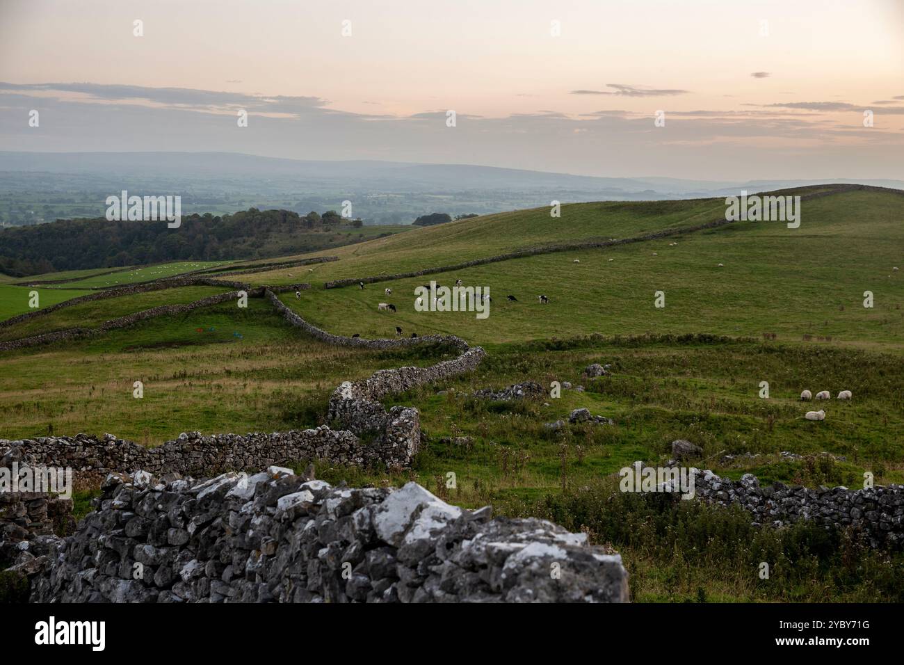 Terres agricoles britanniques au coucher du soleil, scène rurale typique du Yorkshire dales.Dry murs de pierre avec des troupeaux de moutons pâturant les champs Banque D'Images