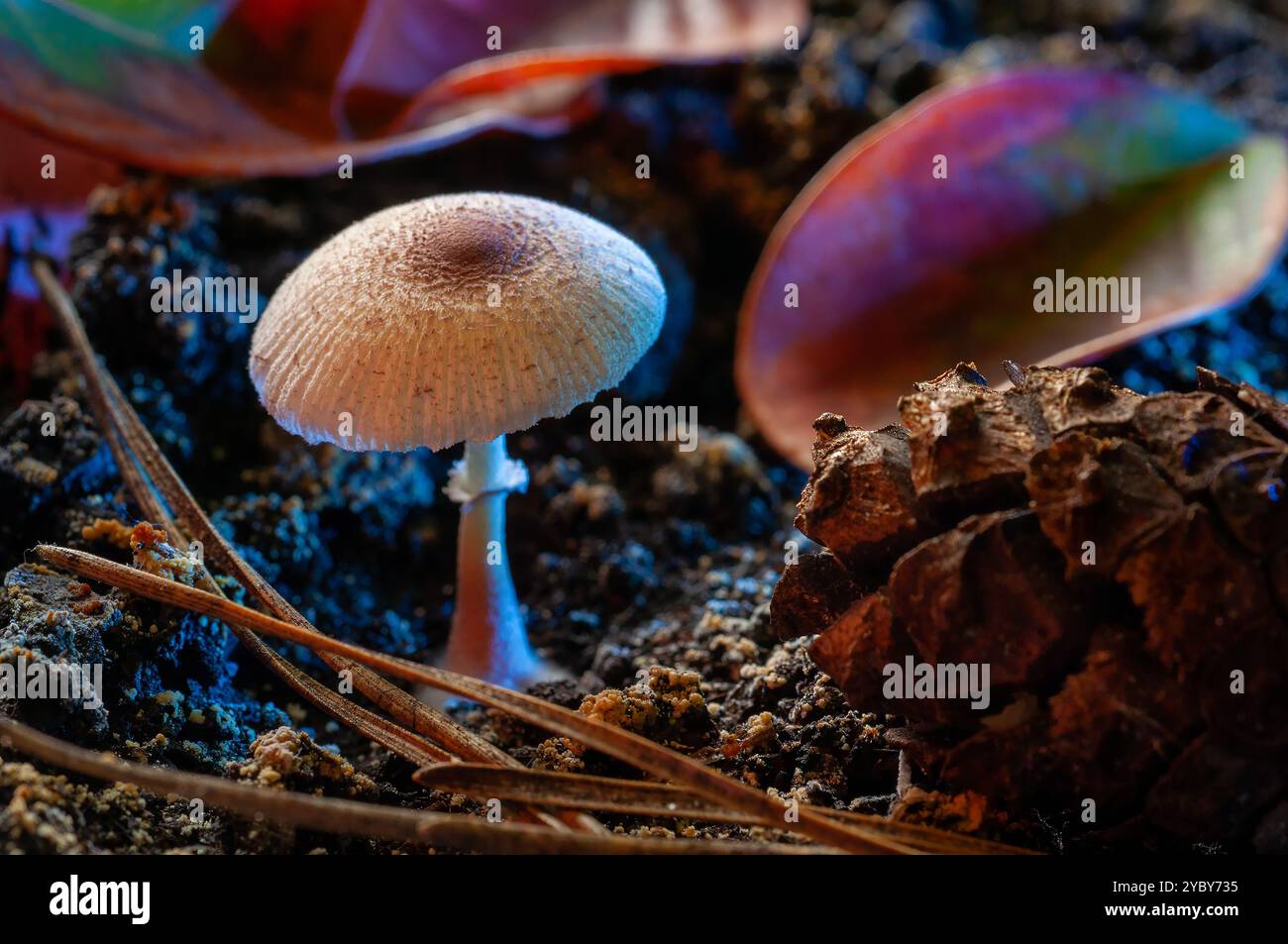 Gros plan d'un petit champignon poussant dans un sol forestier, entouré de feuilles et de terre. Banque D'Images