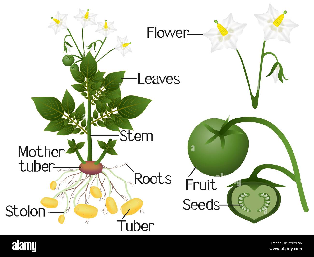 L'illustration montre des parties d'une plante de pomme de terre. Illustration de Vecteur