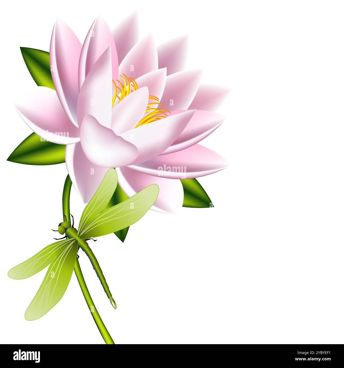 Une fleur de lotus avec libellule sur un fond blanc. Illustration de Vecteur