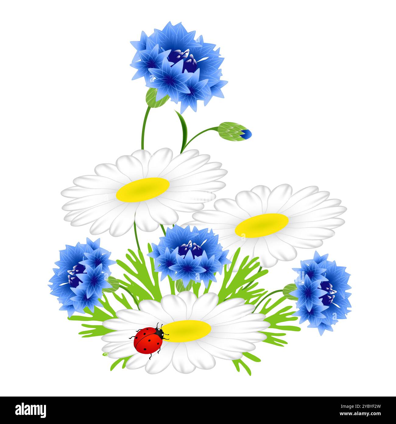 Bleuets bleus et camomilles avec coccinelle sur fond blanc. Illustration de Vecteur
