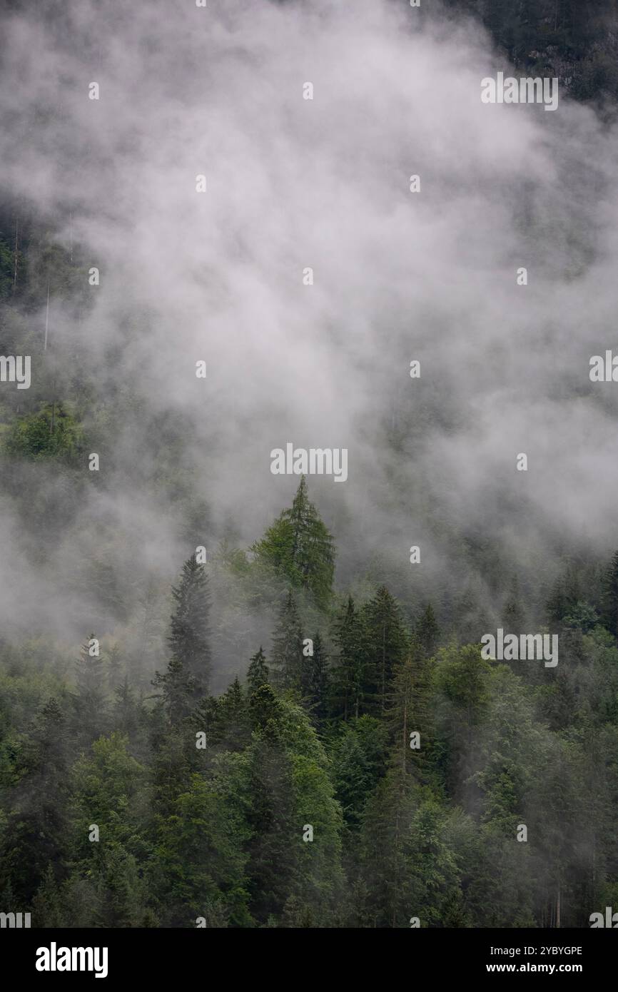 Brume dense sereine et mystique sur les forêts de Lackenberg, Autriche pendant l'été Banque D'Images