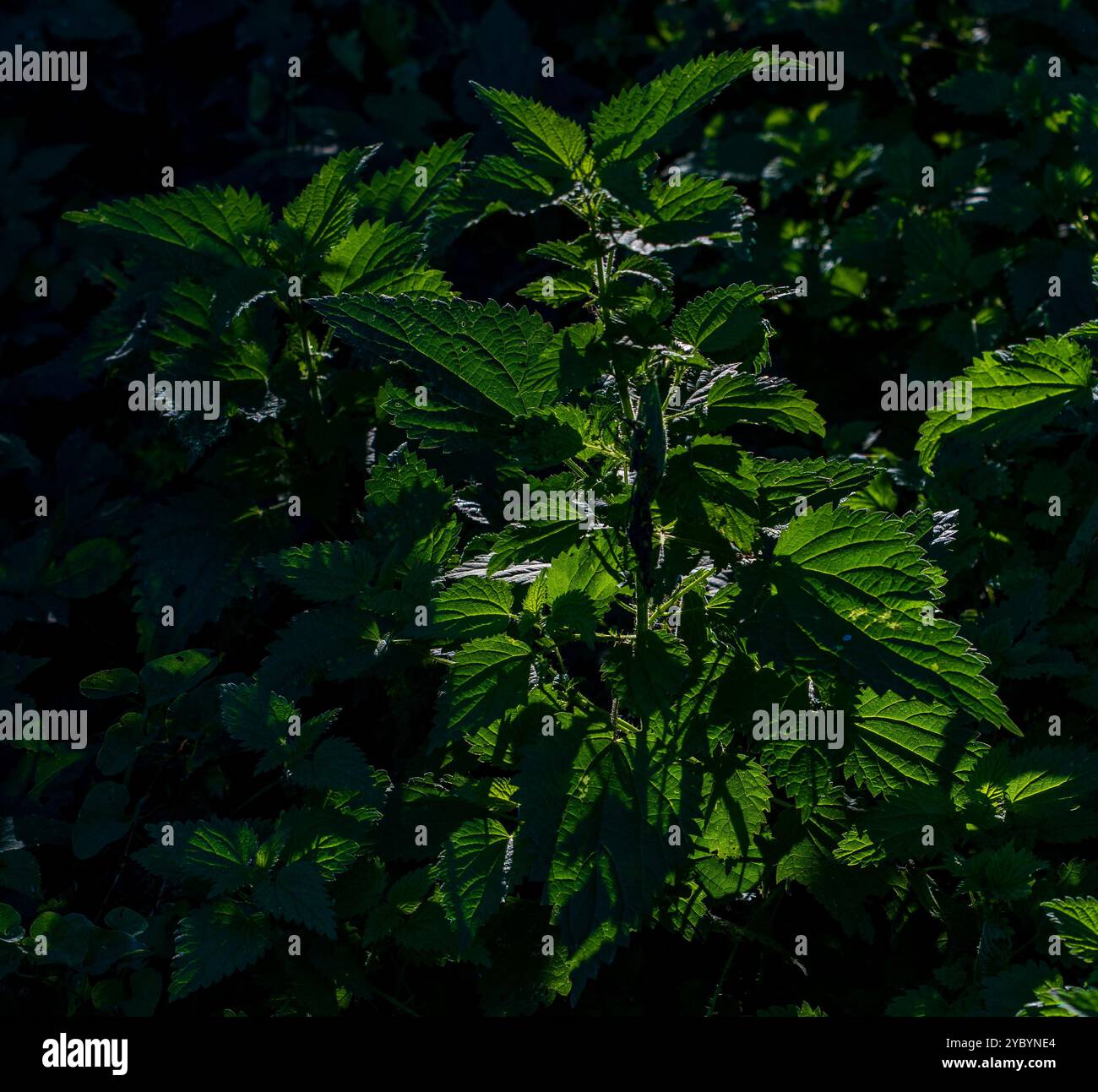 Ortie ensoleillée : ortie piquante (Urtica Dioica) feuilles vertes illuminées par la lumière du soleil Banque D'Images