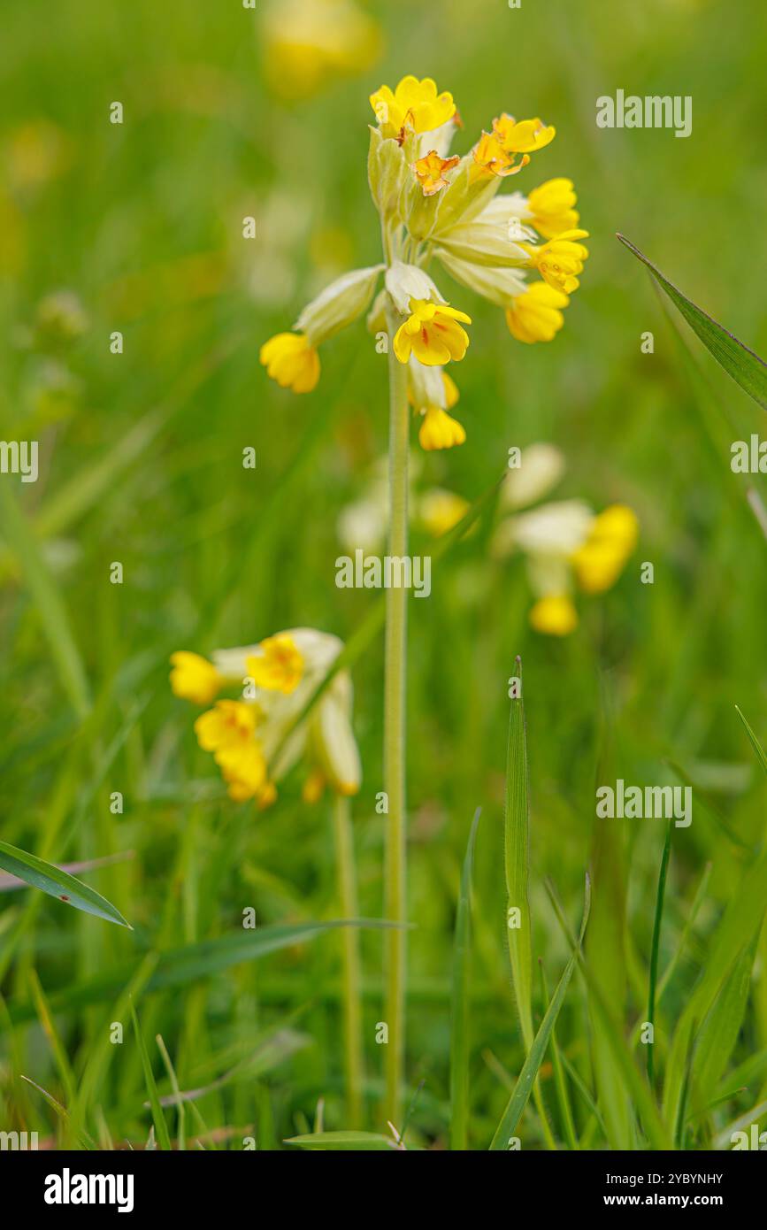 Cowslip, Primula veris, Cowbridge, Vale of Glamorgan, pays de Galles, ROYAUME-UNI Banque D'Images