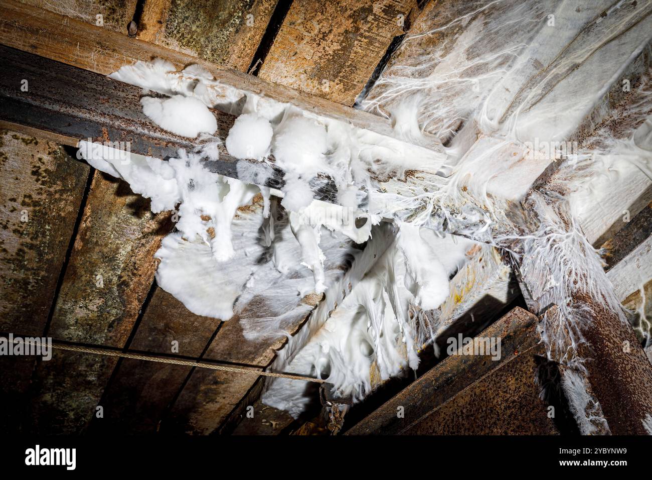 Champignon poussant sur du bois dans la mine abandonnée d'Estramos, Hongrie Banque D'Images