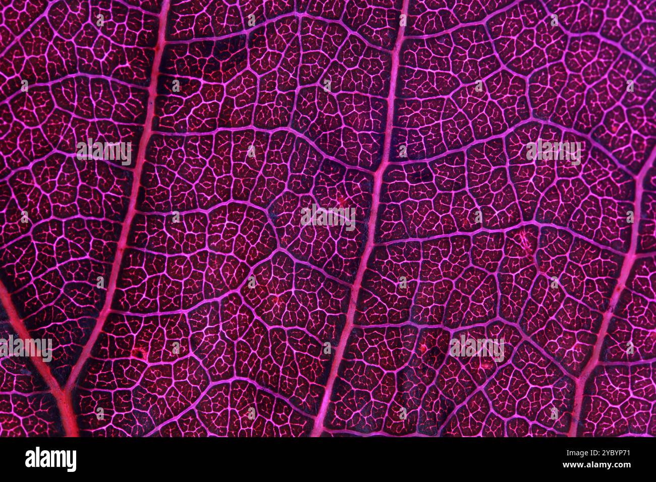 Texture de feuille rose, gros plan extrême, lignes naturelles Banque D'Images