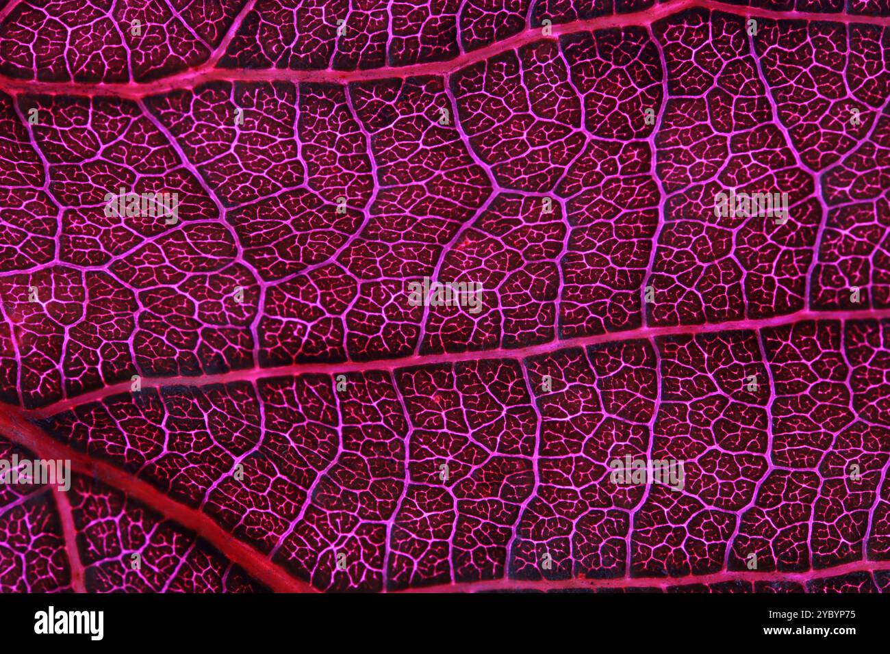 Texture de feuille rose, gros plan extrême, lignes naturelles Banque D'Images