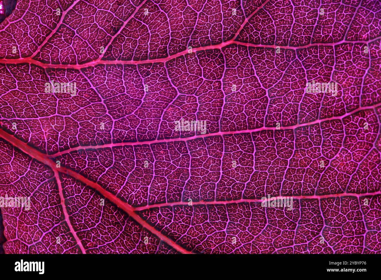 Texture de feuille rose, gros plan extrême, lignes naturelles Banque D'Images