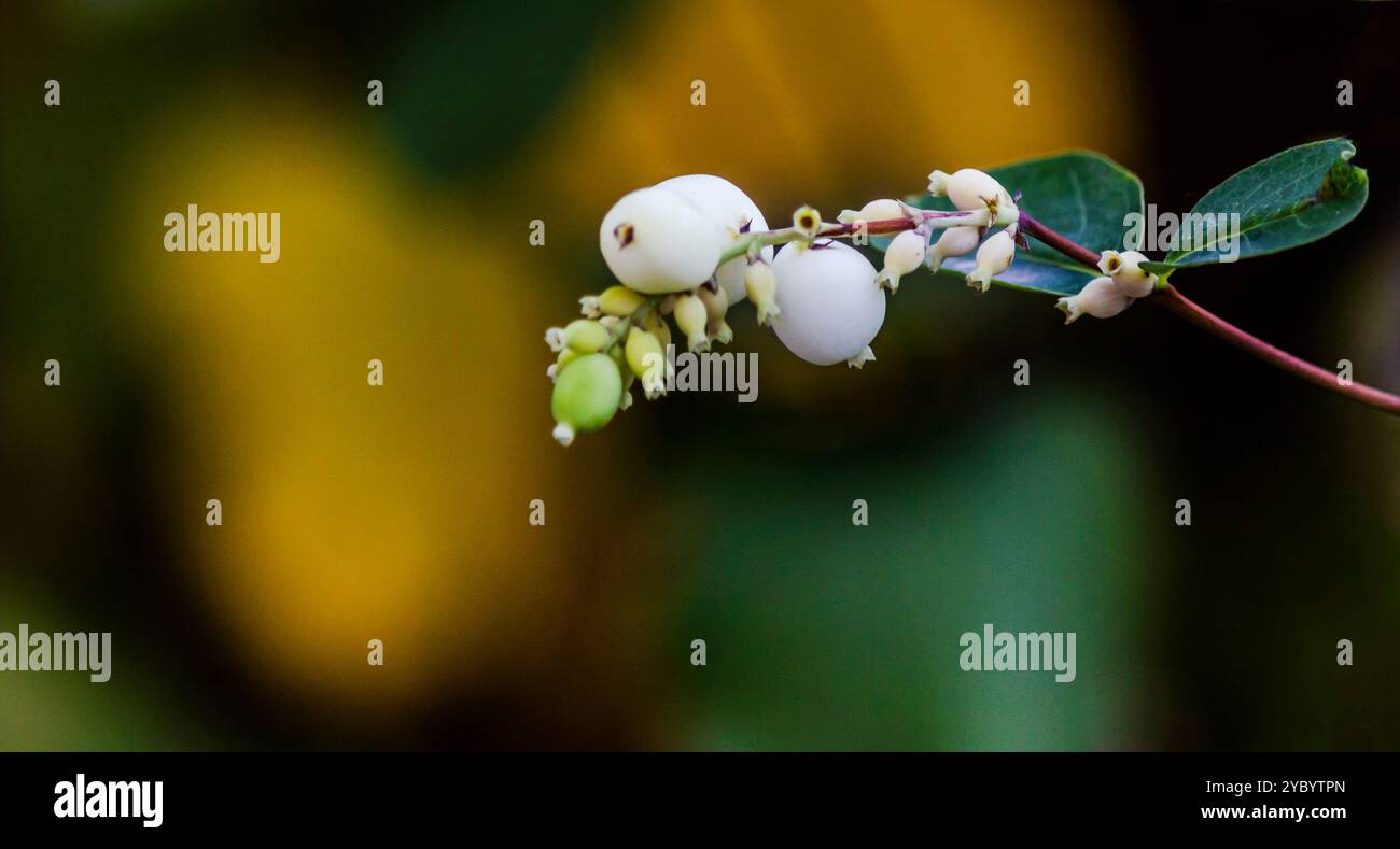 Grandes baies blanches Symphoricarpos sur les branches avec des feuilles Banque D'Images