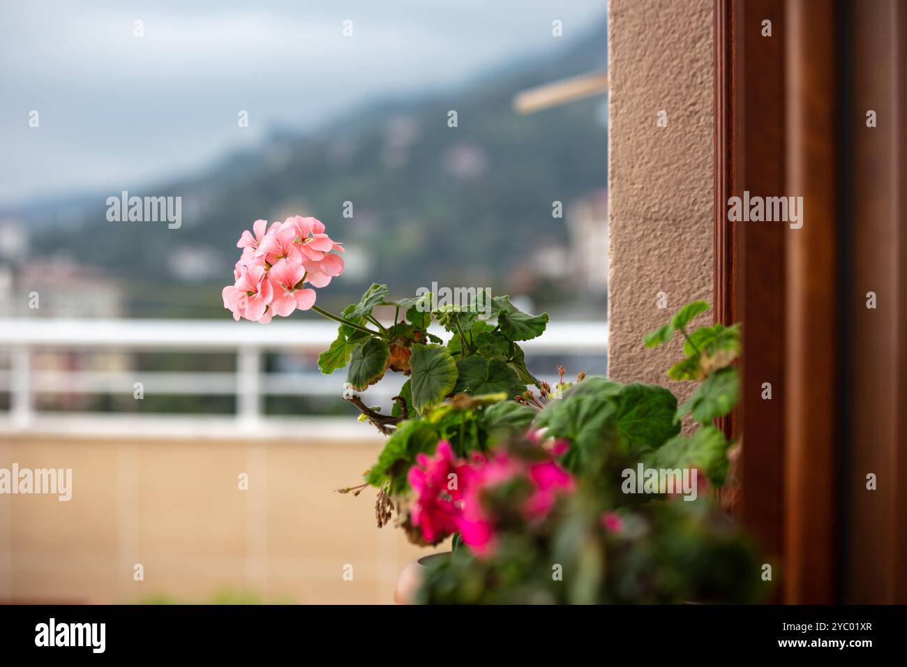 Belles fleurs de géranium rose sur un balcon à Rize Çayeli avec vue panoramique sur la montagne - parfait pour la nature et les photos de voyage Banque D'Images