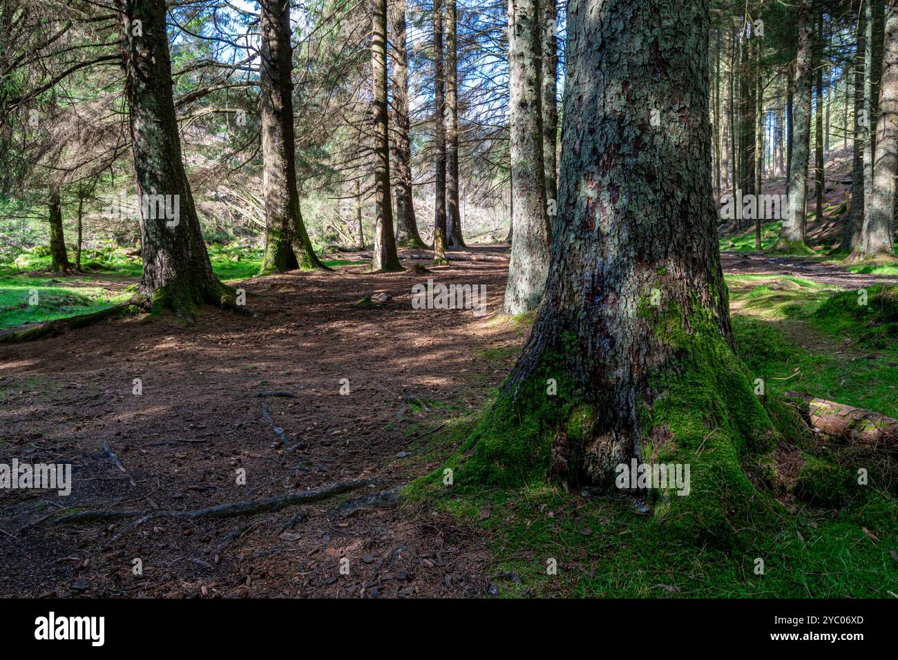 Snake Woodland Peak District Banque D'Images