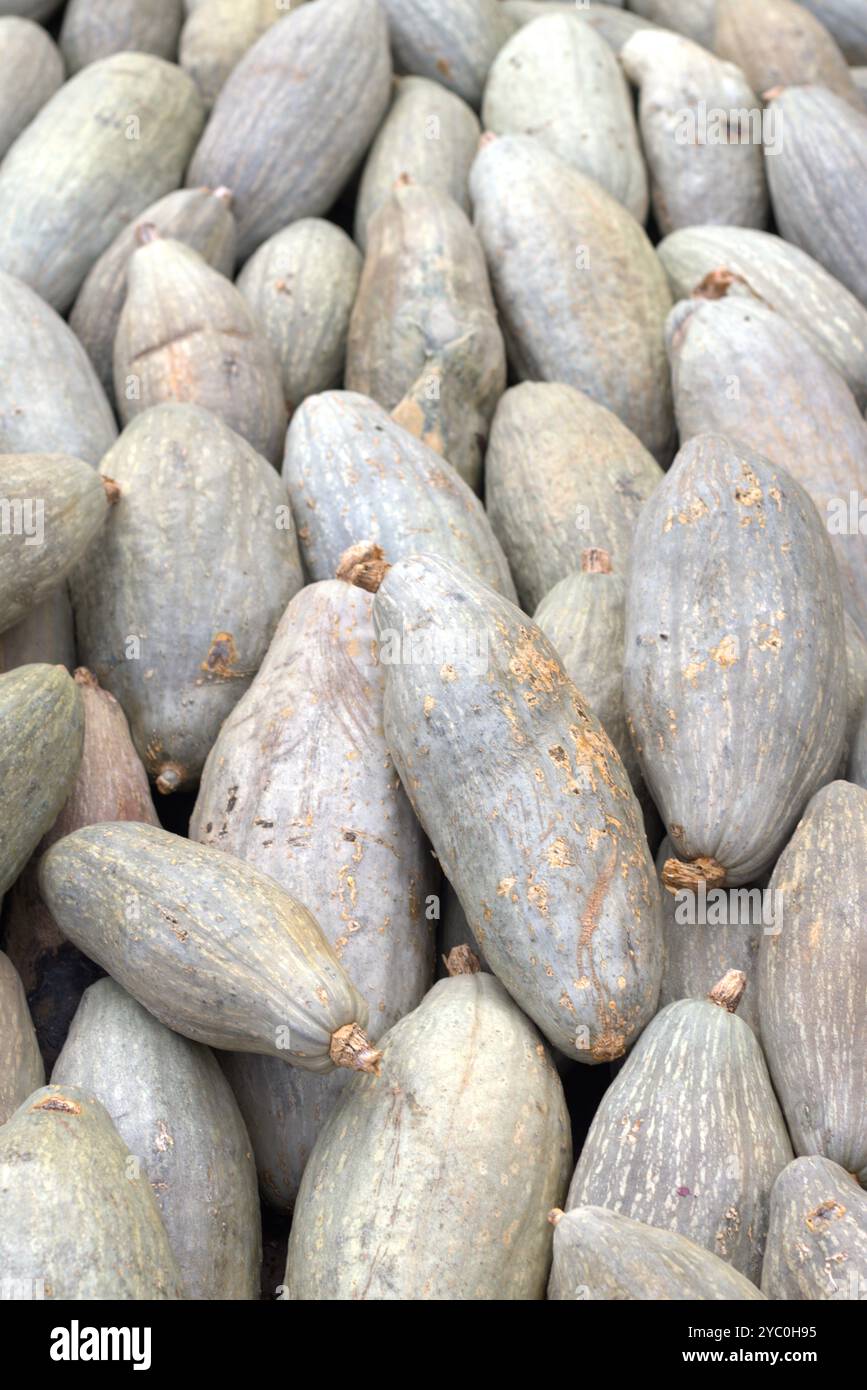 gros plan d'une pile de courges grises froissées, empilées dans un ordre aléatoire, fond vertical. automne et récolte, agriculture et nutrition, décoration de style rural, marché agricole, concept d'alimentation saine Banque D'Images