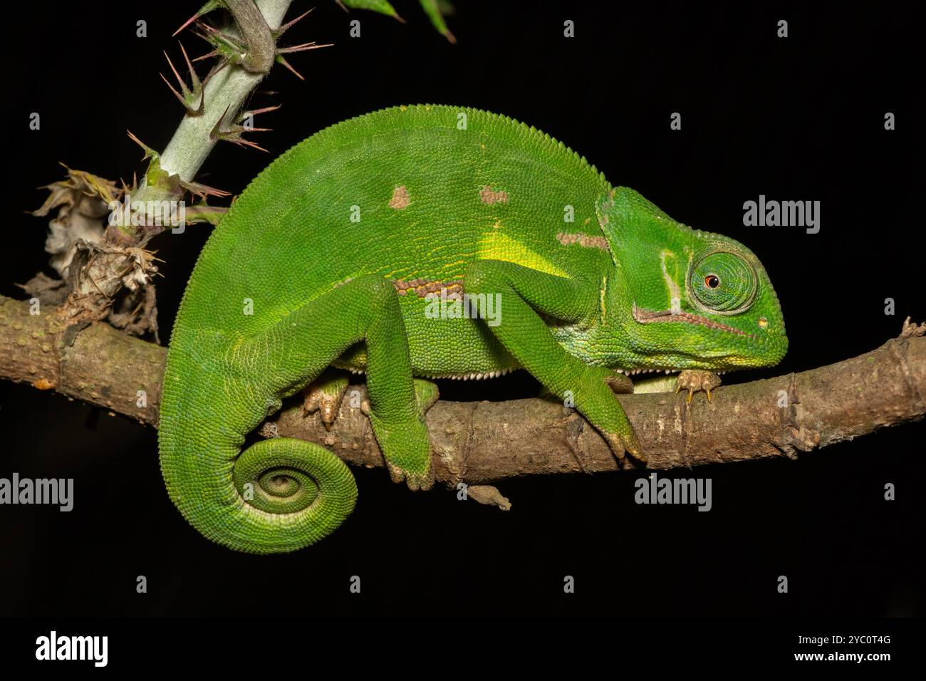 Un mignon caméléon à col lambda (Chamaeleo dilepis) sur une branche Banque D'Images