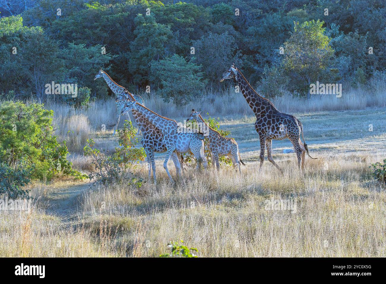 Famille girafe se dirigeant à travers le Veldt dans la soirée près du parc national de Matobo au Zimbabwe; Banque D'Images