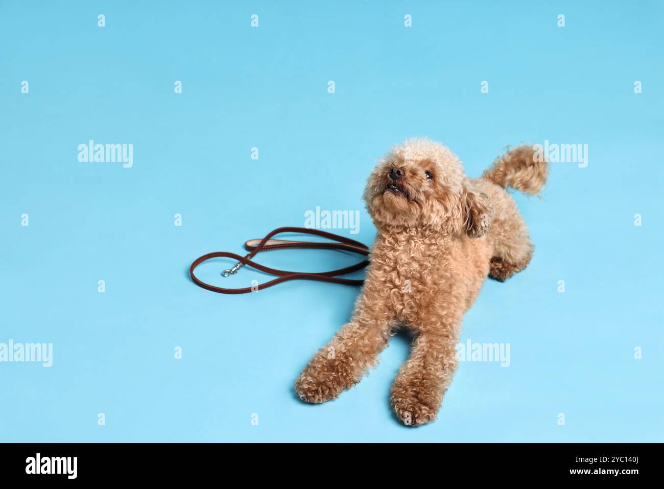Marcher avec le chien. Mignon Maltipoo avec laisse sur fond bleu clair Banque D'Images