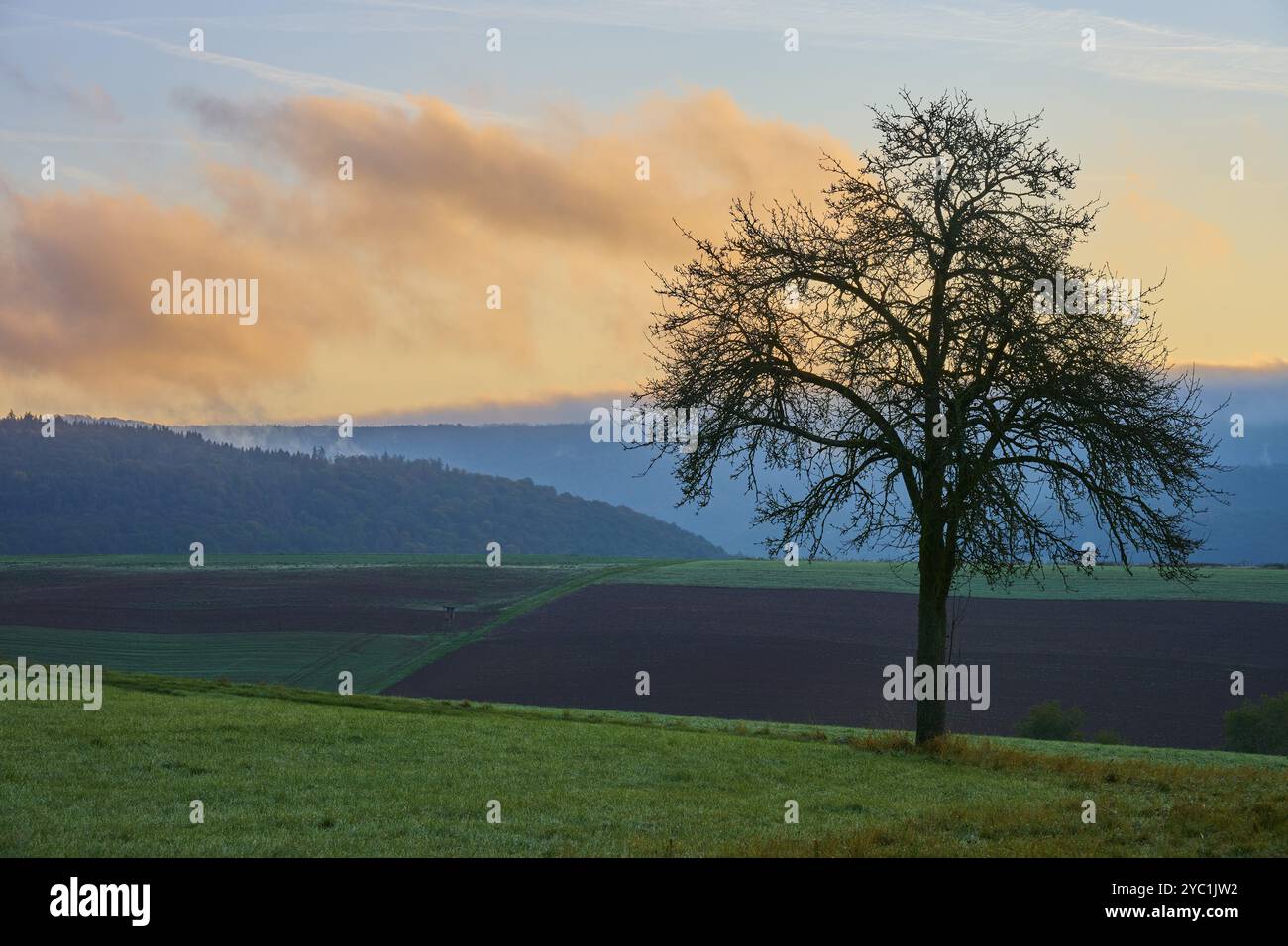 Un pommier solitaire (Malus domestica), debout dans un large champ avec un lever de soleil dans le ciel, automne, Eichelsbach, Elsenfeld, Spessart, Bavière, Allemagne, E Banque D'Images