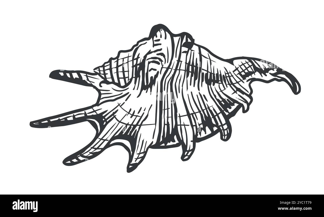 Coquille marine. Vecteur de style d'esquisse Illustration de Vecteur