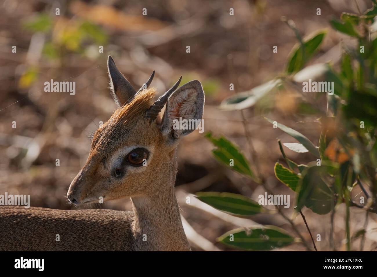 Kirk's Dik Dik, Madoqua (kirkii), Bovidae, Buffalo Spring Game Reserve, Samburu National Reserve, Kenya, Afrique Banque D'Images