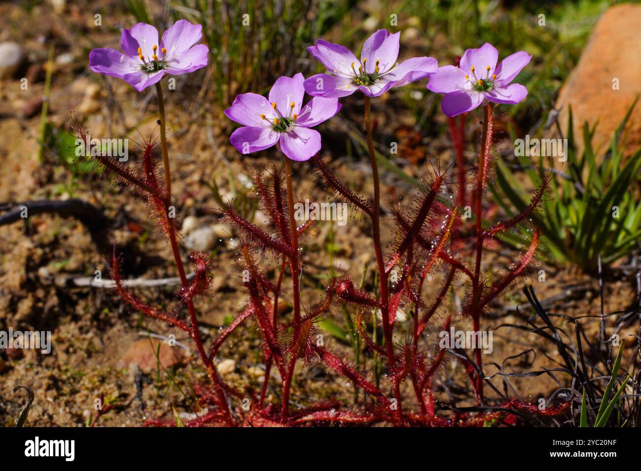 Plantes à fleurs du diou carnivore à fleurs de pavot (Drosera cistiflora), avec des feuilles rouges et des fleurs roses, Western Cape, Afrique du Sud Banque D'Images