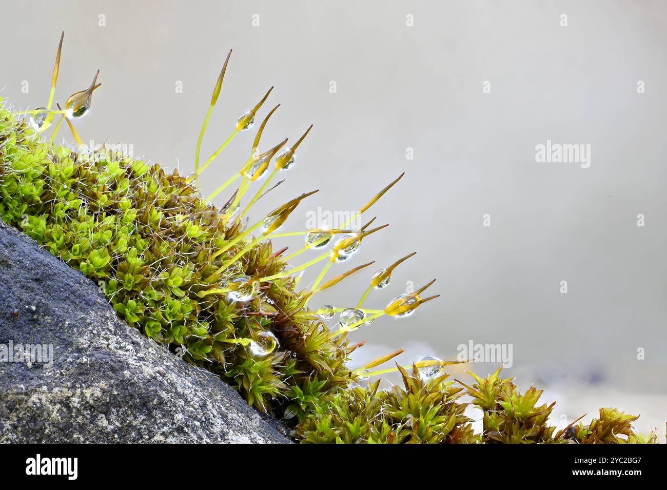 Gouttelettes d'eau après la pluie sur Wall Screw Moss (Tortula muralis) poussant sur une pierre tombale dans une cour d'église. Octobre, Kent, Royaume-Uni Banque D'Images
