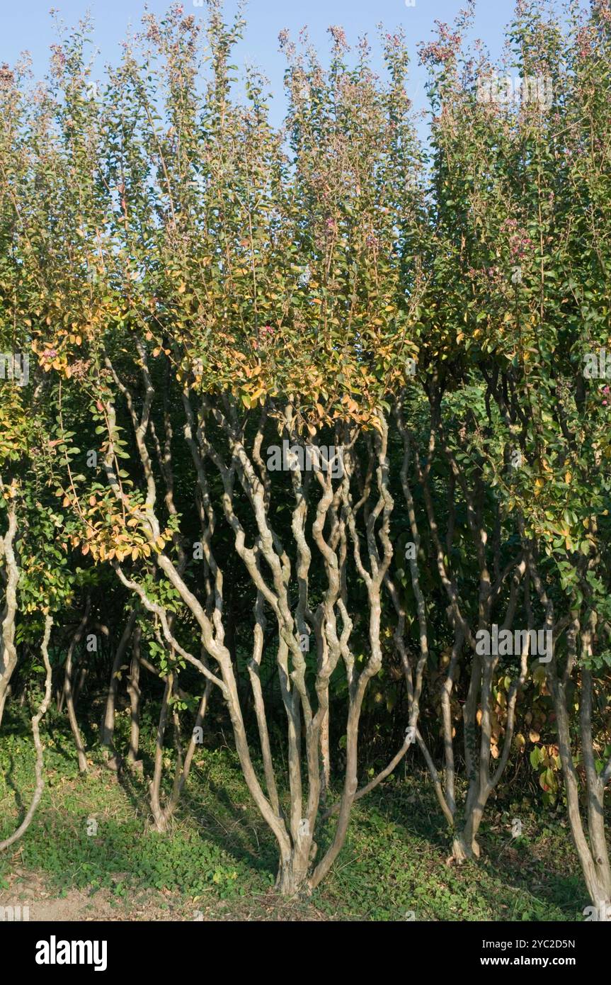 myrte de crappe (Lagerstroemia indica) Lythraceae Banque D'Images