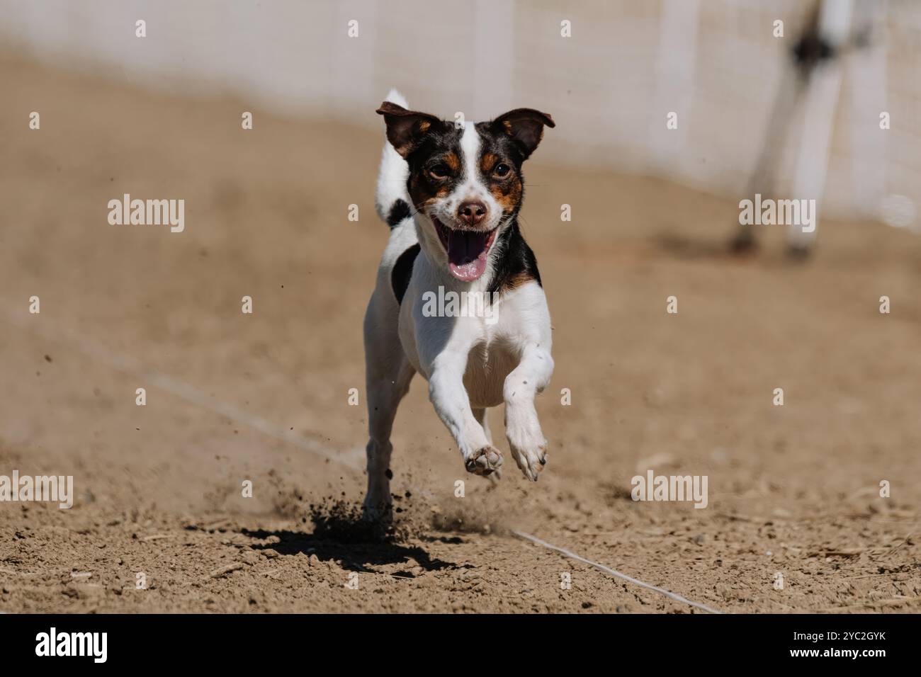 Danois-suédois Farmdog Puppy Running Lure course Sprint Dog Sport Banque D'Images