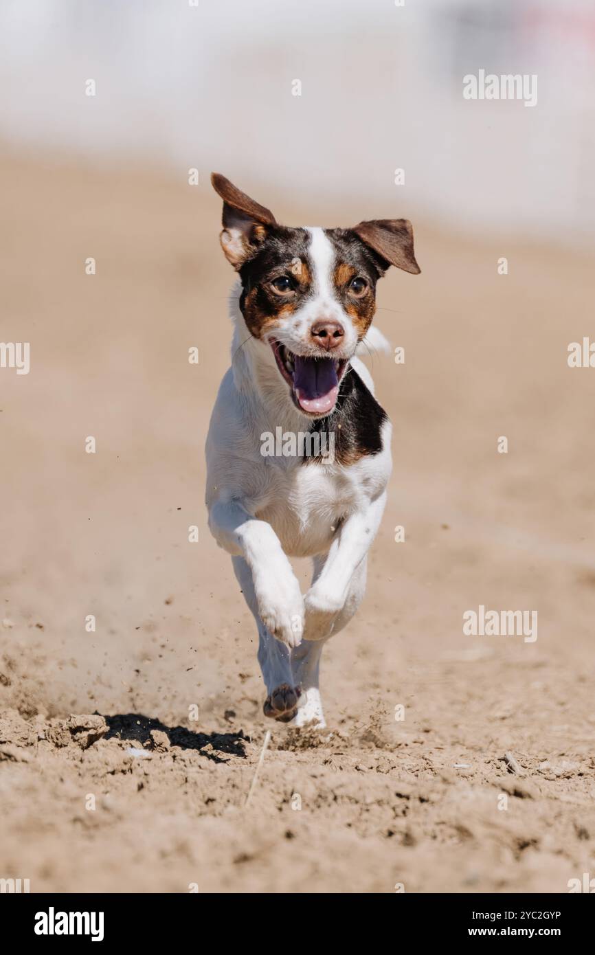 Danois-suédois Farmdog Puppy Running Lure course Sprint Dog Sport Banque D'Images