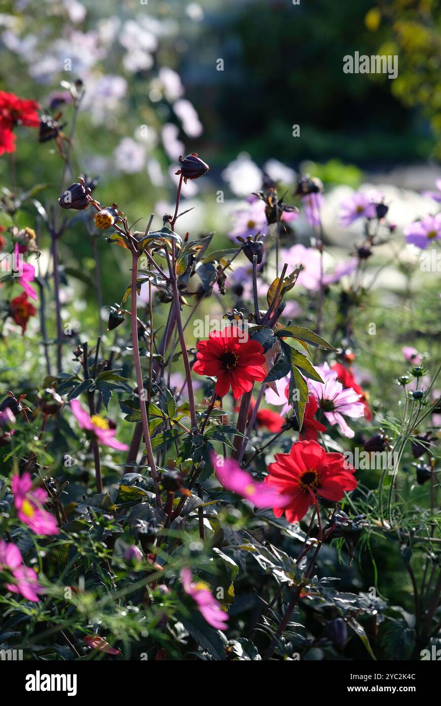 fleurs d'automne dans un jardin de campagne anglais, norfolk, angleterre Banque D'Images