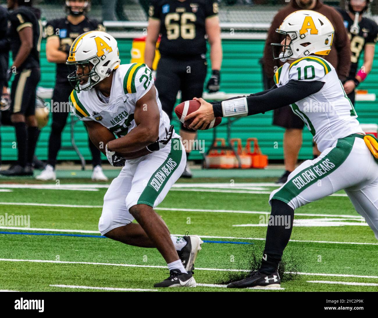 Edmonton, Canada. 19 octobre 2024. Le quarterback de l'Université de l'Alberta, Cade Labrecque (R), fausse une passation à Ope Oshinubi (G) dans Canwest Football action. Golden Bears de l'Université de l'Alberta 37 - 38 University of Manitoba bisons (photo de Ron Palmer/SOPA images/SIPA USA) crédit : SIPA USA/Alamy Live News Banque D'Images