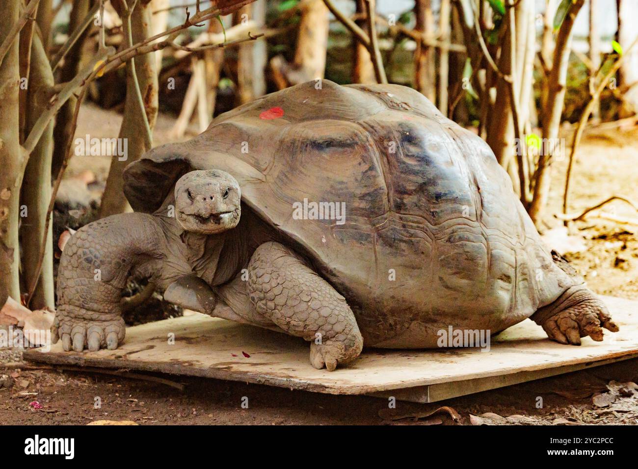 ZSL London Zoo, Londres, Royaume-Uni. 21 octobre 2024. 124kg Priscilla, l'une des 3 tortues géantes menacées des Galapagos du zoo de Londres sur la balance. La musculation est un élément essentiel de la façon dont l'équipe de zoogardiens et le personnel vétérinaire évaluent la santé et le développement de tous les animaux du zoo. Crédit : Amanda Rose/Alamy Live News Banque D'Images