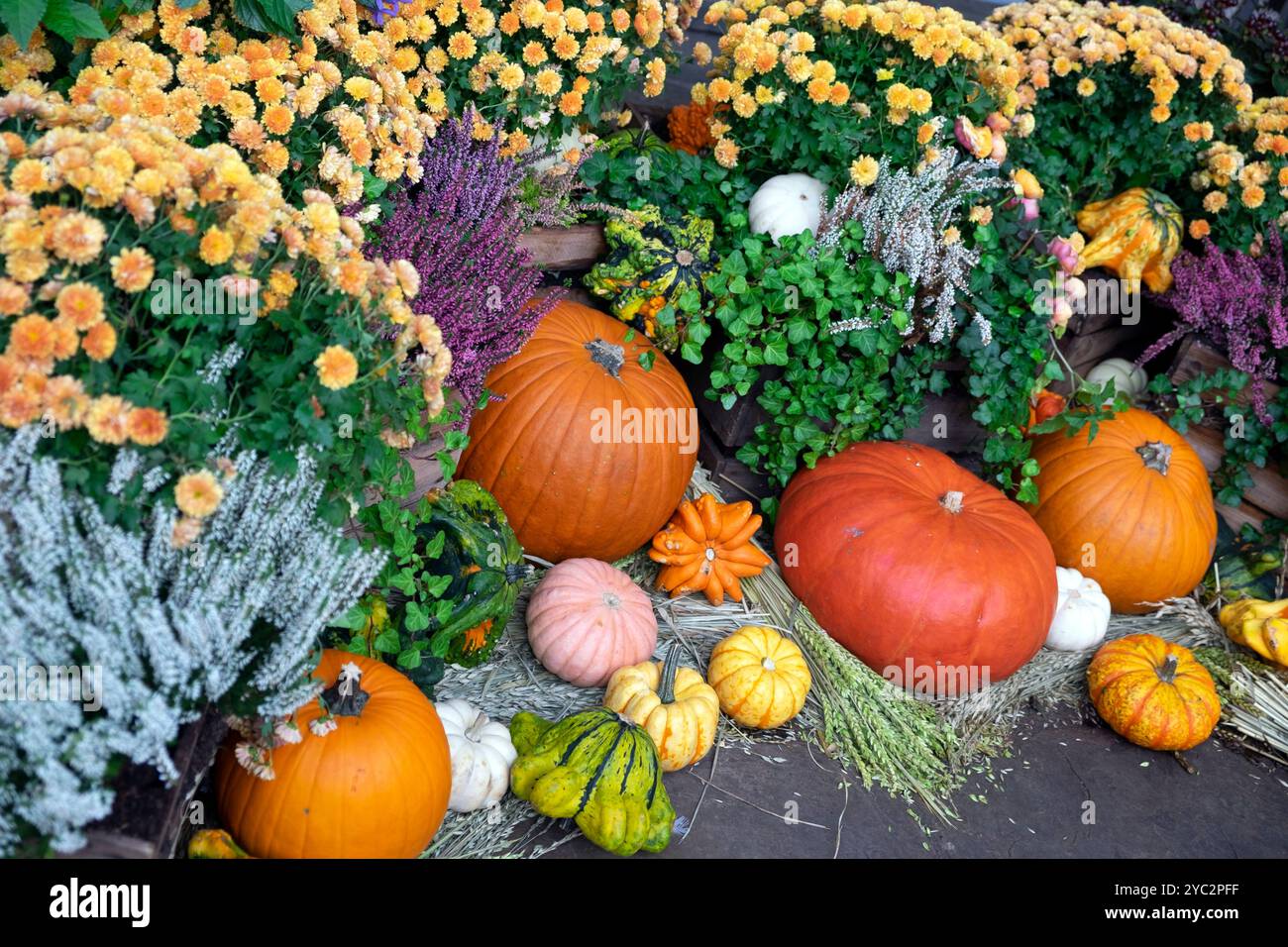 Fleurs florales d'automne les gourdes de citrouilles s'affichent au marché de Covent Garden dans le centre de Londres WC2 Angleterre Royaume-Uni octobre 2024 KATHY DEWITT Banque D'Images