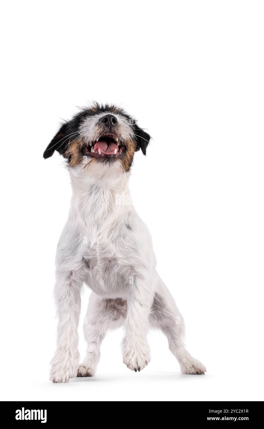 Mignon jeune Jack Russel chiot chien, debout face à l'avant. Bouche ouverte montrant les dents et regardant au-dessus et loin de la caméra. isolé sur un backgrou blanc Banque D'Images