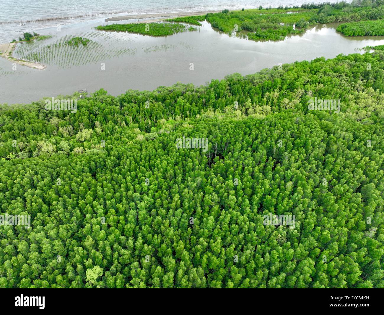 Vue aérienne de l'écosystème de la forêt de mangroves. Valeur économique significative en crédits carbone, services écosystémiques et résilience climatique. Efforts de conservation Banque D'Images
