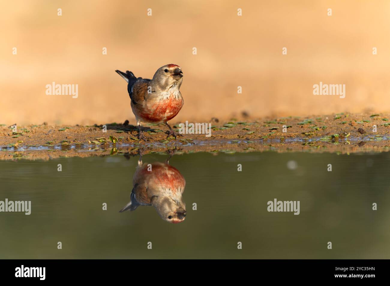 Linnet commun ( Linaria cannabina syn Fringilla cannabina ou Carduelis cannabina تفاحي مألوف ) près d'une flaque d'eau, israël en juin Banque D'Images