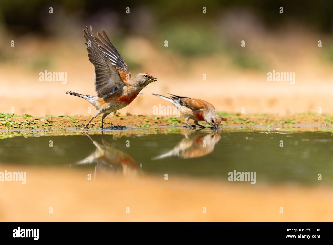 Linnet commun ( Linaria cannabina syn Fringilla cannabina ou Carduelis cannabina تفاحي مألوف ) près d'une flaque d'eau, israël en juin Banque D'Images