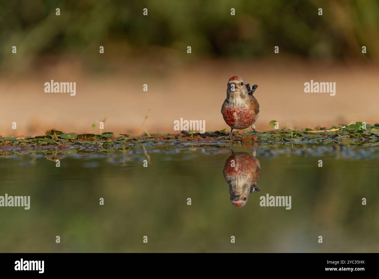 Linnet commun ( Linaria cannabina syn Fringilla cannabina ou Carduelis cannabina تفاحي مألوف ) près d'une flaque d'eau, israël en juillet Banque D'Images