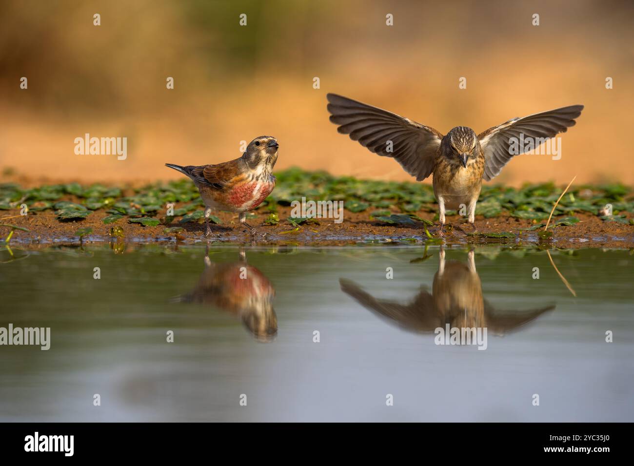 Deux Linnet commun ( Linaria cannabina syn Fringilla cannabina ou Carduelis cannabina تفاحي مألوف ) près d'une flaque d'eau, israël en mai Banque D'Images